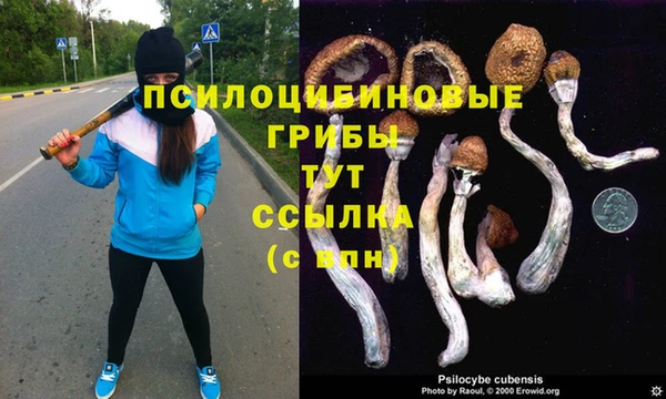 стафф Арсеньев